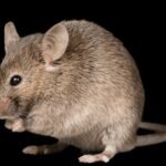 شركة مكافحة حشرات في العباسية